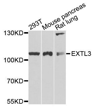 Western blot - EXTL3 antibody (144-03857)