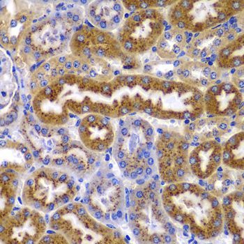 Immunohistochemistry - PRKAB1 antibody (144-07921)