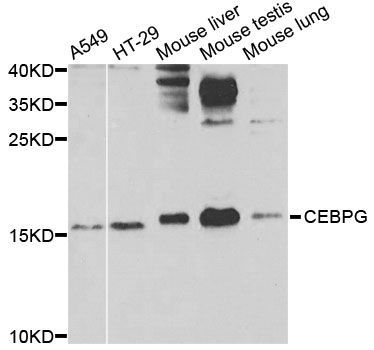 Western blot - CEBPG Polyclonal Antibody (144-07279)