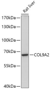 Western blot