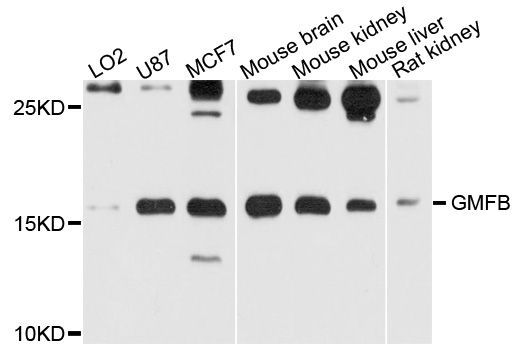 Western blot - GMFB antibody (144-08652)