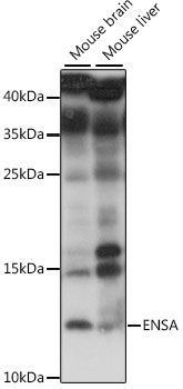 Western blot