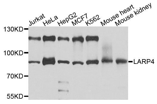 Western blot - LARP4 antibody (144-05108)