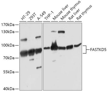 Western blot
