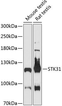 Western blot