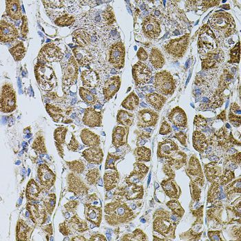 Immunohistochemistry - UQCRC1 antibody (144-03339)