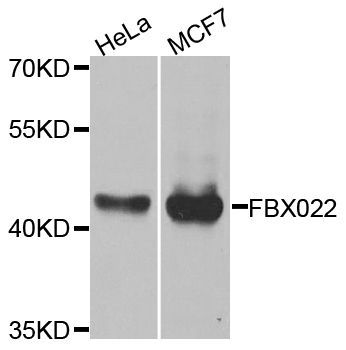 Western blot - FBXO22 antibody (144-08367)