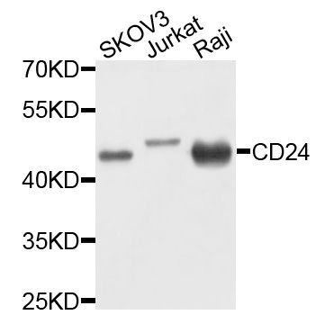 Western blot - CD24 antibody (144-02207)