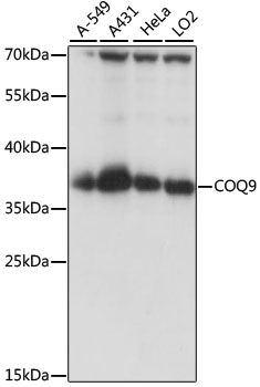 Western blot - COQ9 antibody (144-015480)