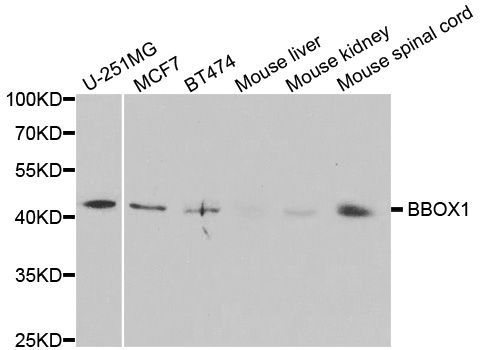Western blot - BBOX1 antibody (144-05810)