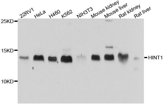 Western blot - [KO Validated] HINT1 Polyclonal Antibody (144-600521)