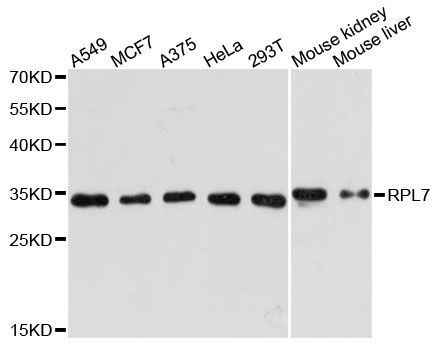 Western blot - RPL7 antibody (144-61428)