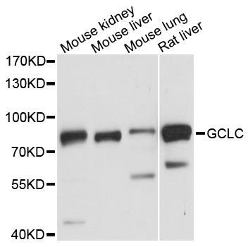 Western blot - GCLC Polyclonal Antibody (144-60054)