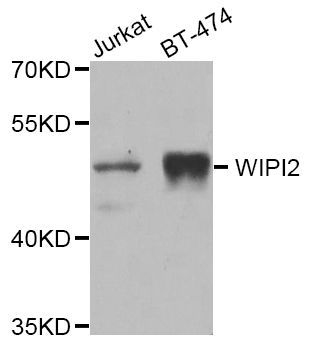 Western blot - WIPI2 Polyclonal Antibody (144-07537)