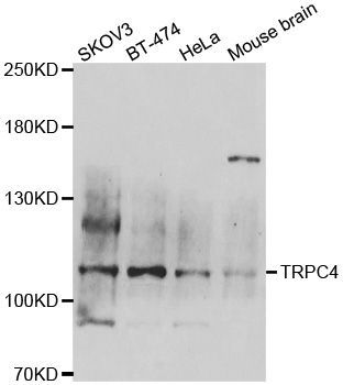 Western blot - TRPC4 antibody (144-06996)
