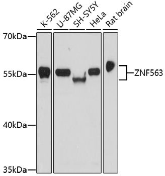 Western blot