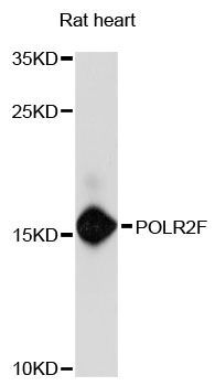 Western blot - POLR2F Polyclonal Antibody (144-61442)