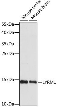 Western blot - LYRM1 antibody (144-015483)