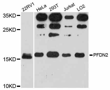 Western blot - PFDN2 antibody (144-012269)