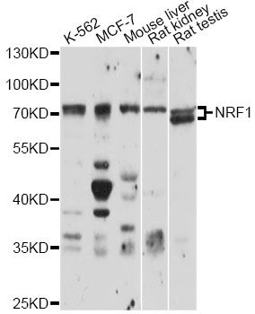 Western blot - NRF1 Polyclonal Antibody (144-05547)