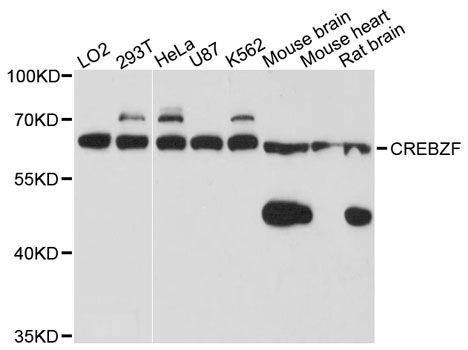 Western blot - CREBZF antibody (144-03477)