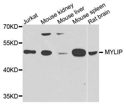 Western blot - MYLIP antibody (144-06166)