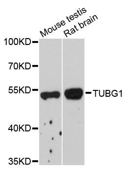 Western blot - TUBG1 antibody (144-06215)