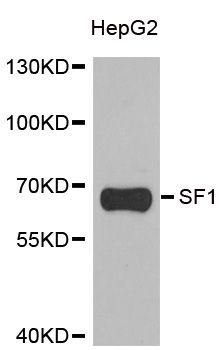 Western blot - SF1 antibody (144-06424)