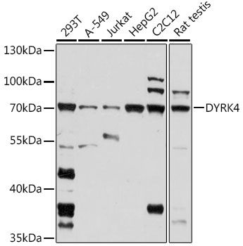 Western blot