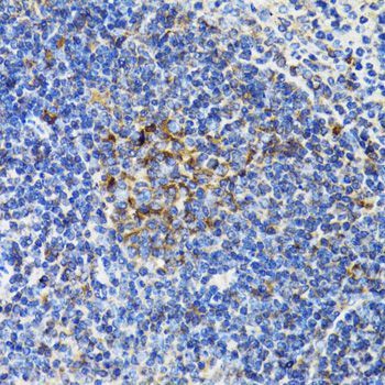 Immunohistochemistry - BCAP29 Polyclonal Antibody (144-06335)