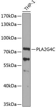 Western blot