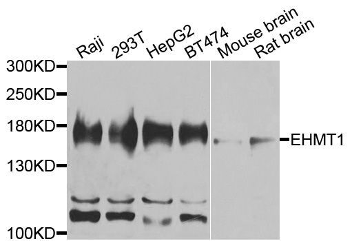 Western blot - EHMT1 Polyclonal Antibody (144-08513)