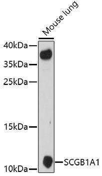 Western blot