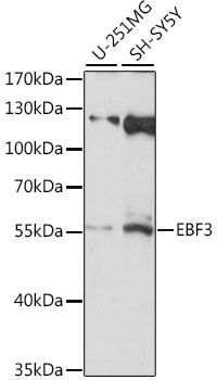 Western blot