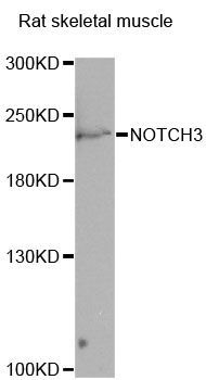 Western blot - NOTCH3 Polyclonal Antibody (144-00929)