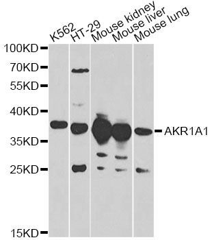 Western blot - AKR1A1 antibody (144-60399)