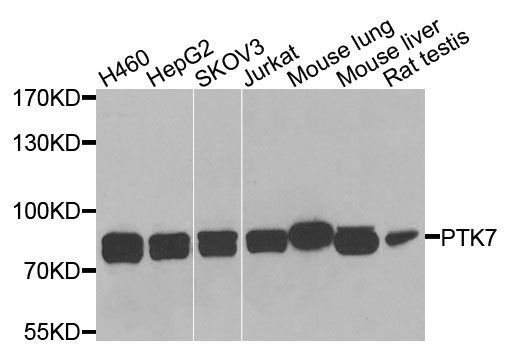 Western blot - PTK7 antibody (144-09839)