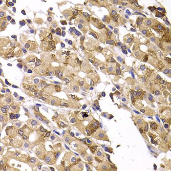 Immunohistochemistry - ASMTL antibody (144-07021)