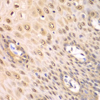Immunohistochemistry - PSMA2 antibody (144-60379)