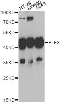 Western blot - ELF3 antibody (144-06371)