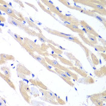 Immunohistochemistry - TRIM21 antibody (144-013547)