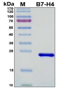 SDS-PAGE