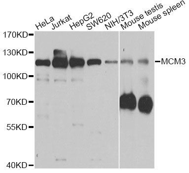 Western blot - MCM3 Polyclonal Antibody (144-01060)