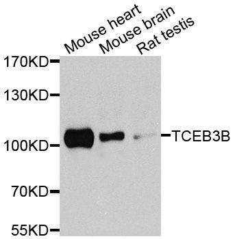 Western blot - TCEB3B antibody (144-08492)
