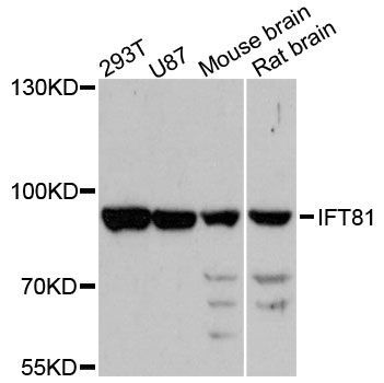 Western blot - IFT81 antibody (144-61394)