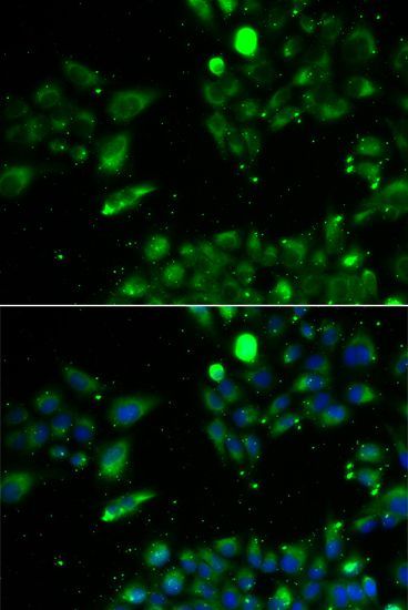 Immunofluorescence - UQCRFS1 antibody (144-06784)