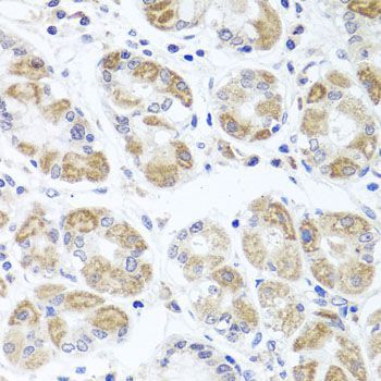 Immunohistochemistry - ACP1 antibody (144-01801)