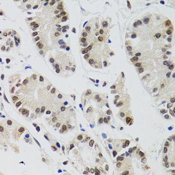 Immunohistochemistry - EDF1 Polyclonal Antibody (144-02283)