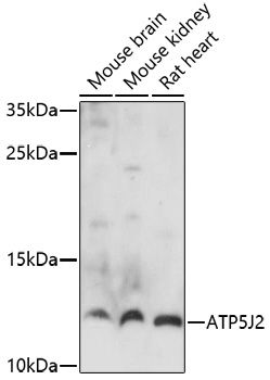 Western blot