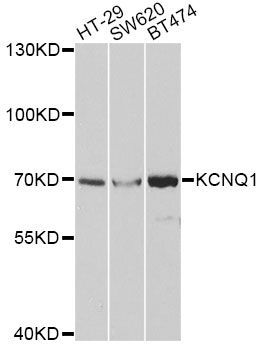 Western blot - KCNQ1 antibody (144-02174)